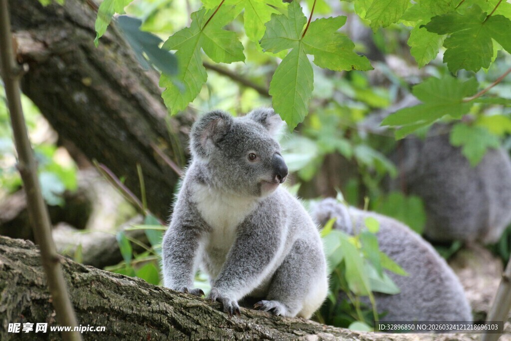 树枝上的可爱松鼠