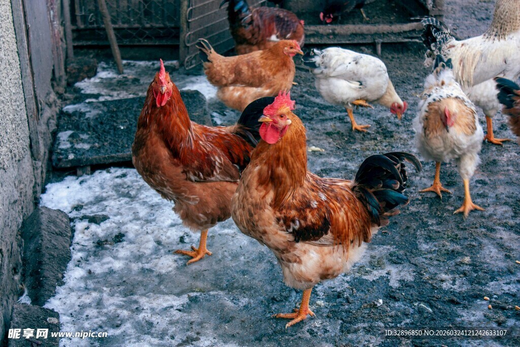 雪地中的鸡群
