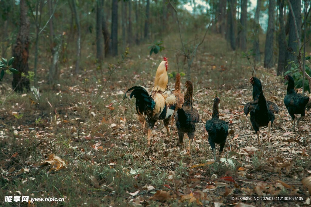 林间漫步的多彩鸡群