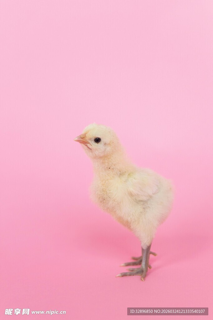 粉色背景下的可爱小鸡