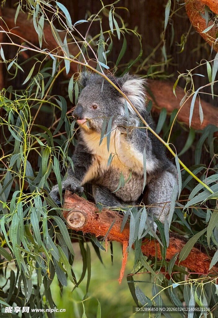 树上休憩的考拉