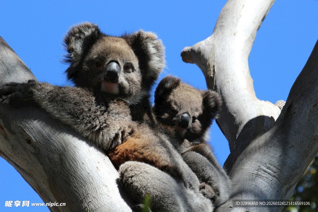 树上的考拉母子