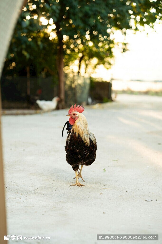 路上行走的公鸡