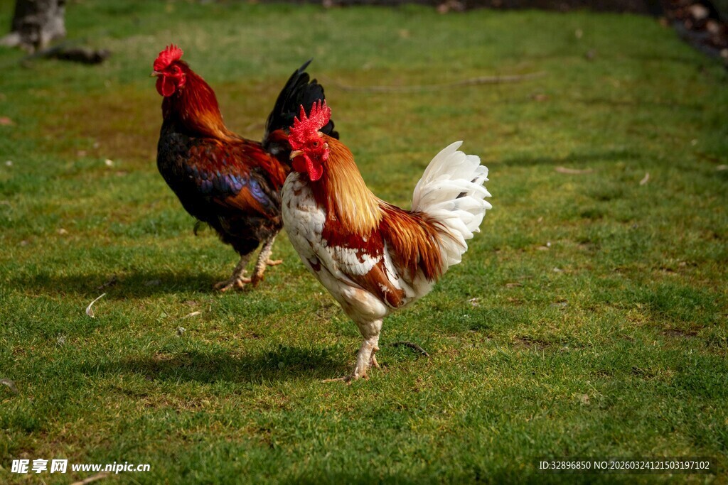 草地上的几只美丽公鸡
