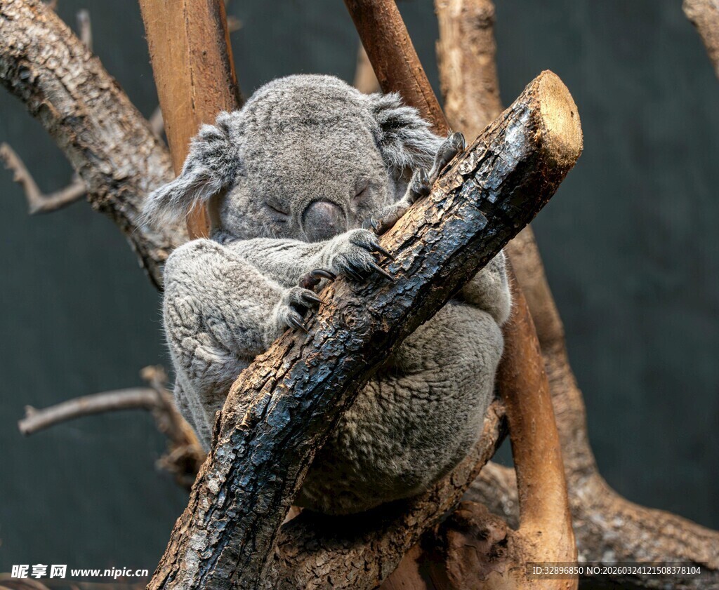 树上酣睡的考拉