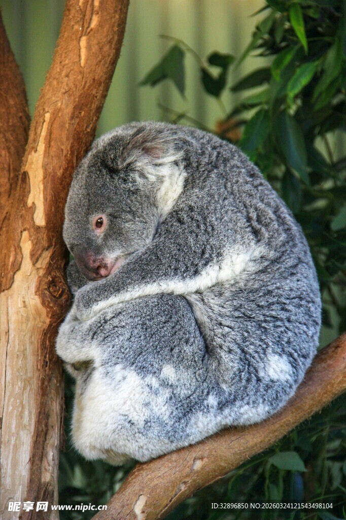 树上酣睡的考拉