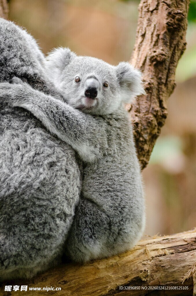 考拉母子依偎在树枝上