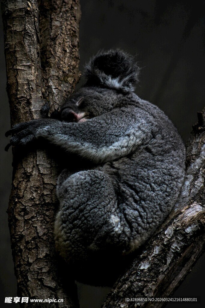 树杈上蜷缩休憩的灰色动物