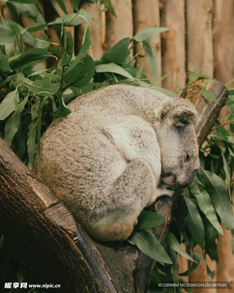 树上酣睡的考拉