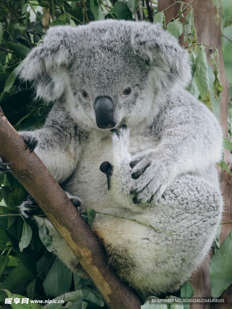 母考拉与幼崽依偎在枝头