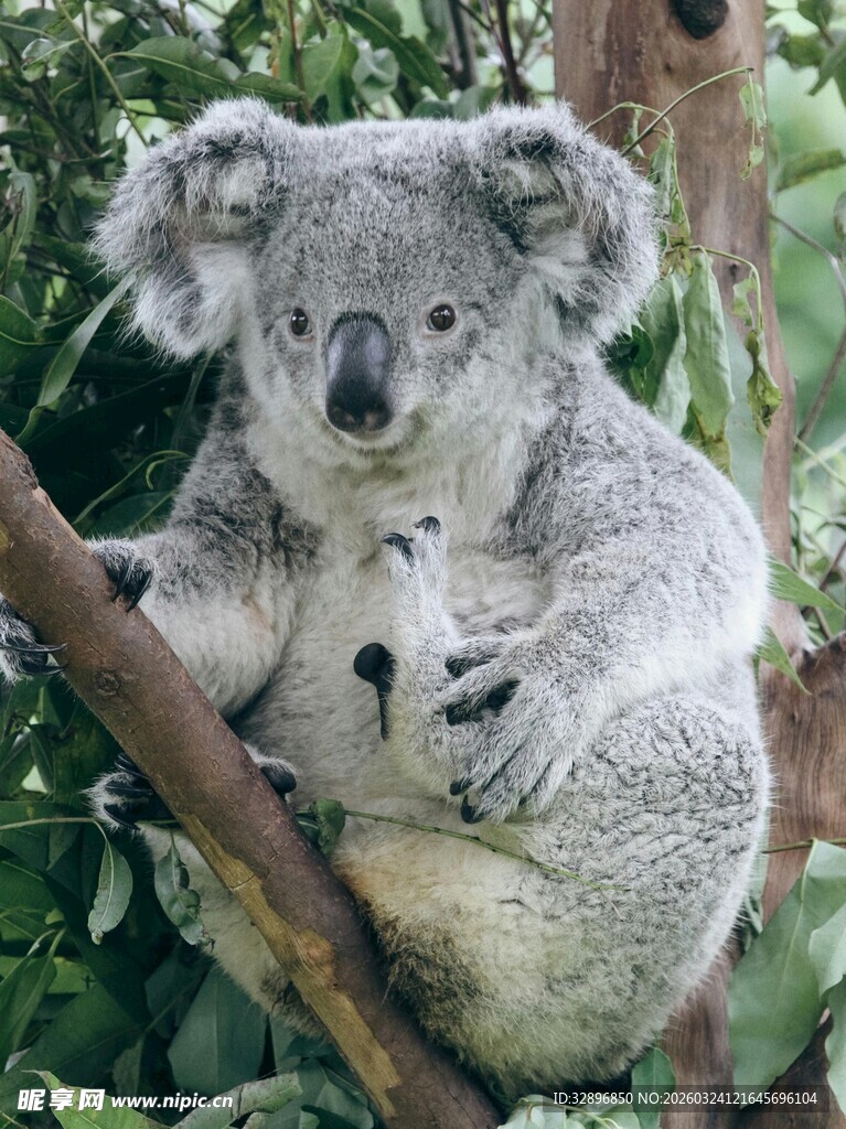 树上的考拉母子