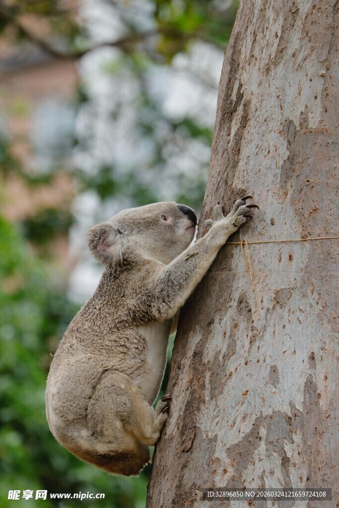 考拉攀爬树干的瞬间
