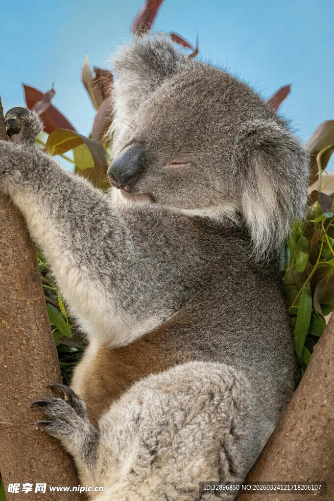 树上休憩的可爱考拉