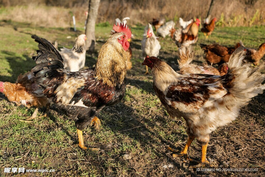 草地上的一群鸡