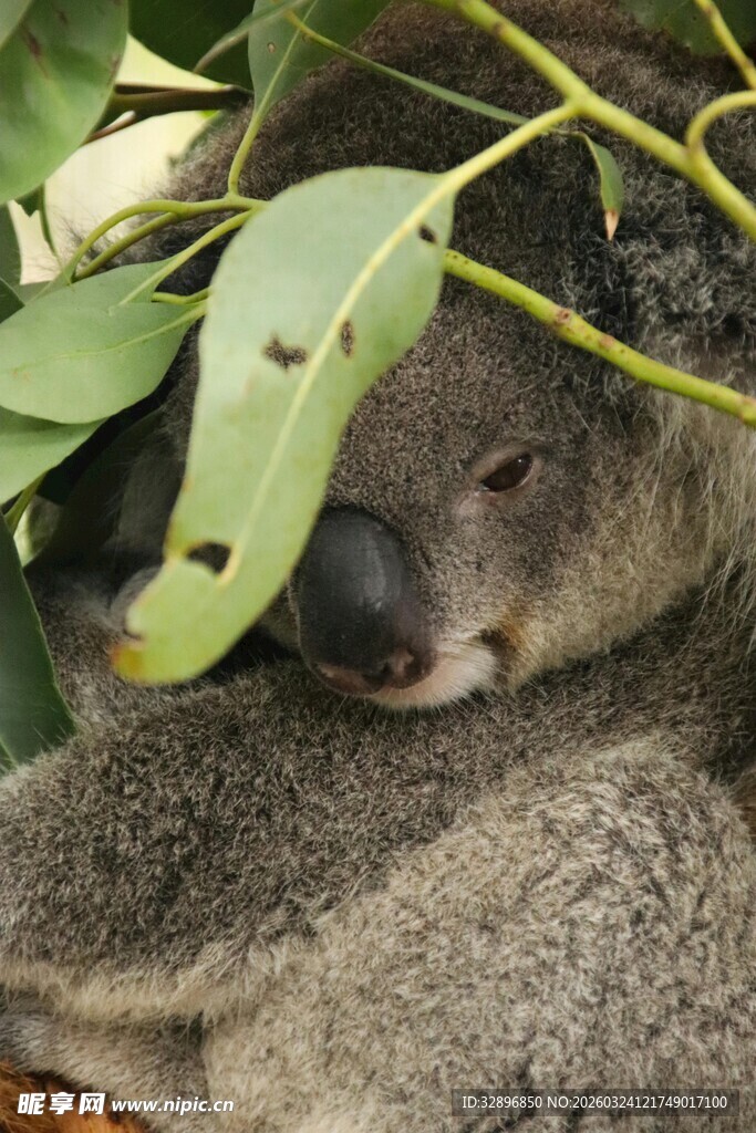 躲在树叶后的可爱考拉