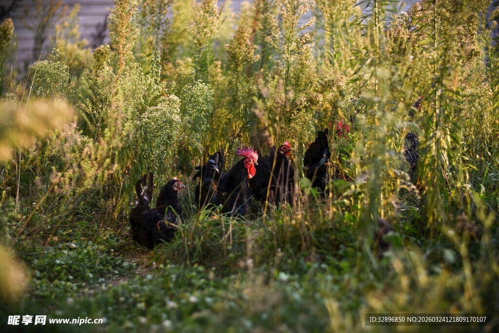 秋日林间的人群活动场景