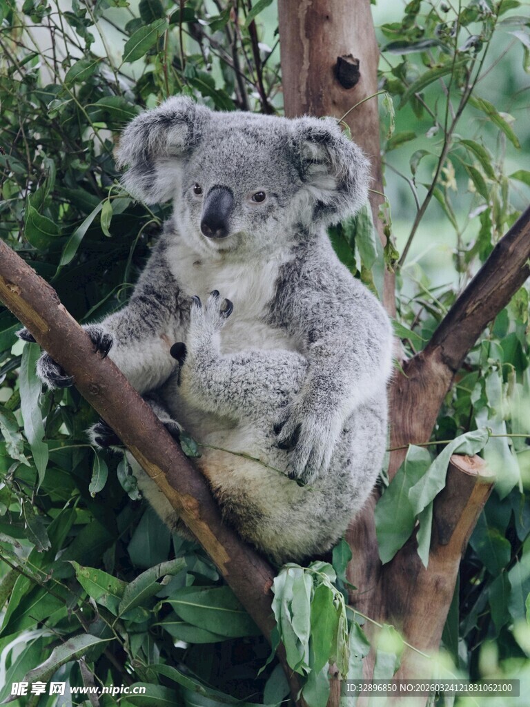 树上的考拉母子