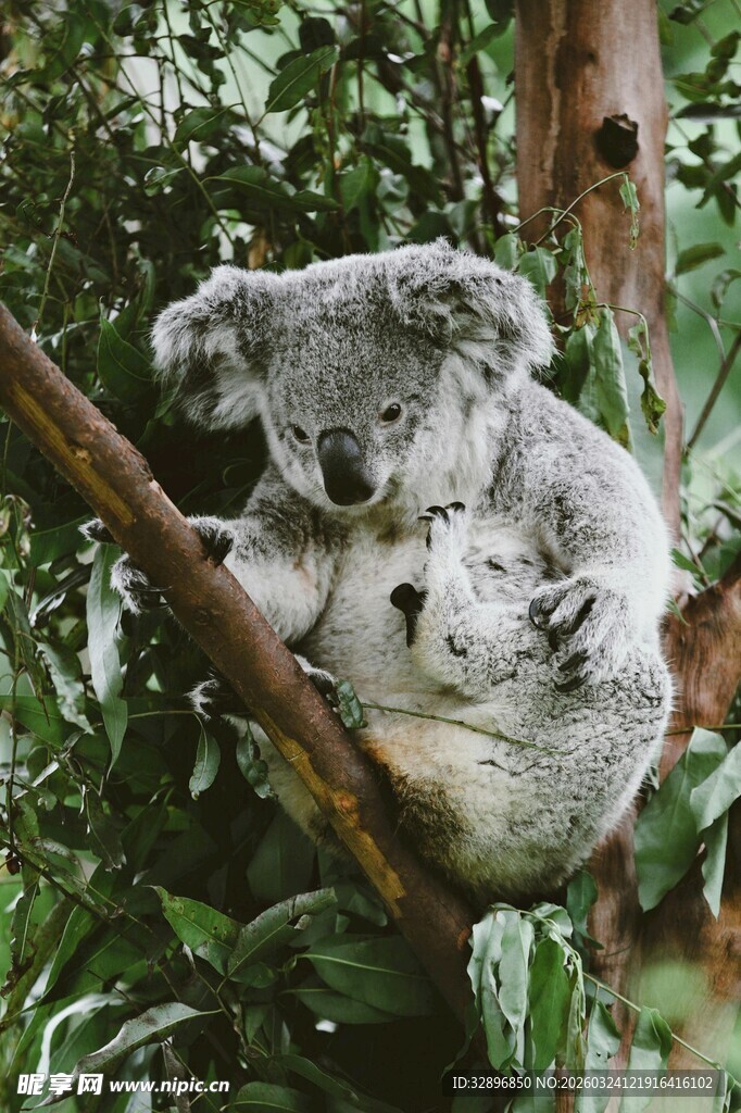 树上依偎的考拉母子