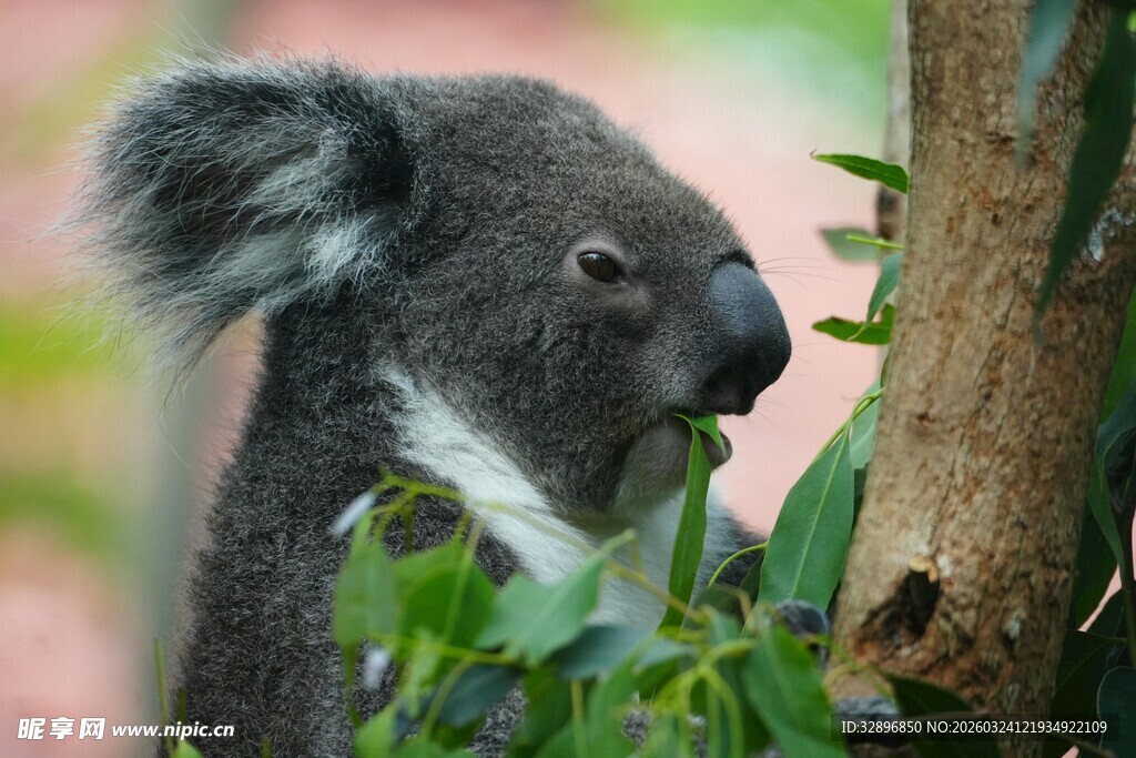 考拉专注进食嫩绿枝叶