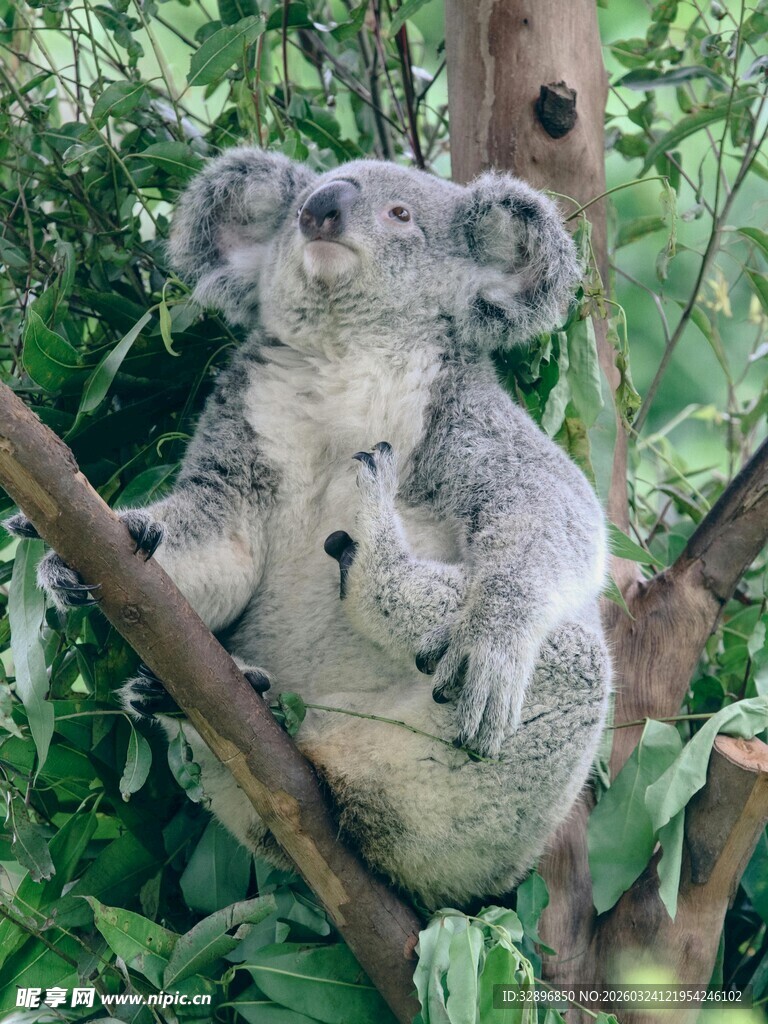 树上的考拉母子依偎
