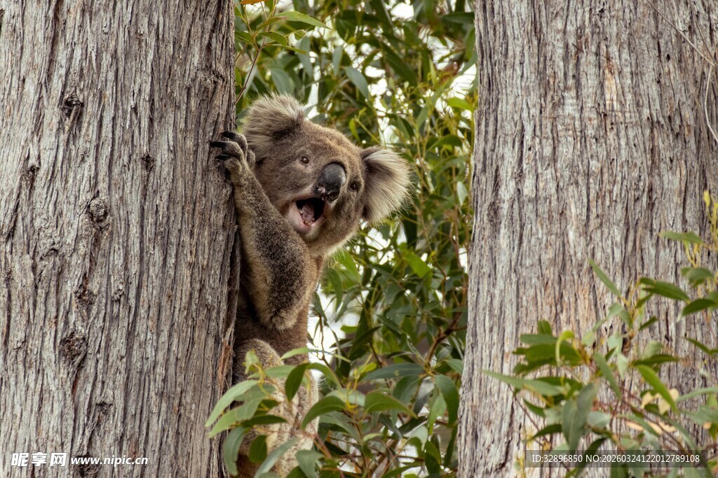 树间探头的可爱考拉