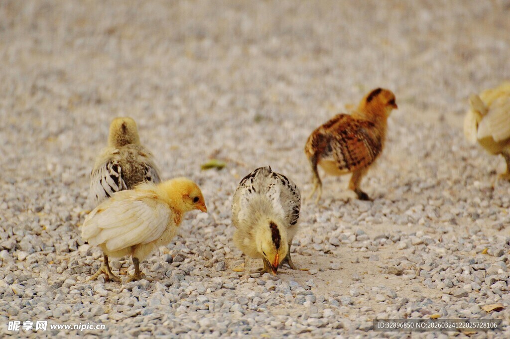 小鸡在沙地上觅食