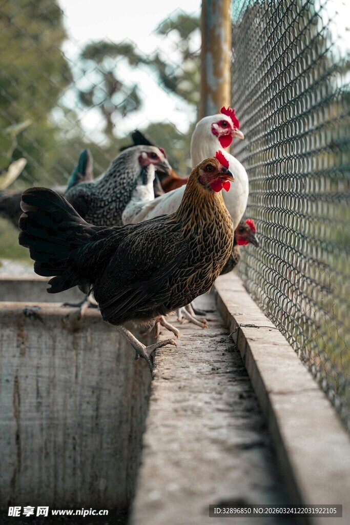 围栏边的几只鸡