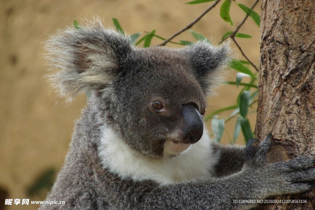 可爱考拉依偎在树干旁