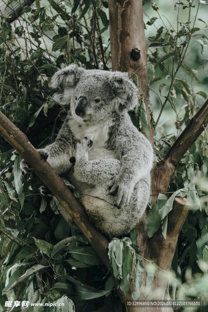 树上休憩的可爱考拉