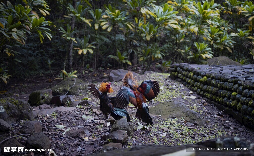 工人在丛林中进行劳作