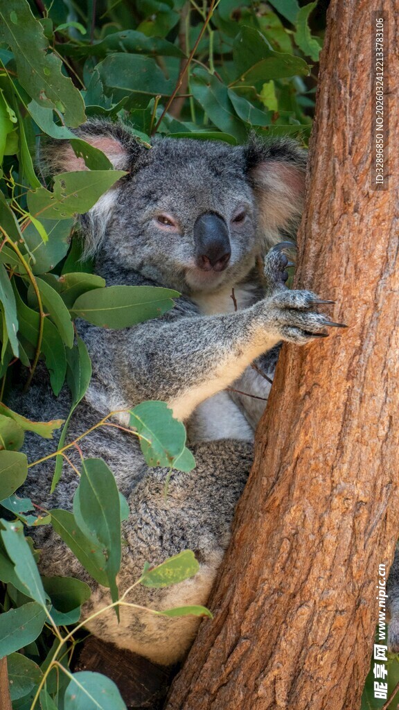 考拉依偎树干休憩