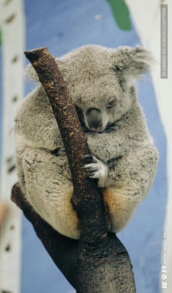 考拉抱树干休憩