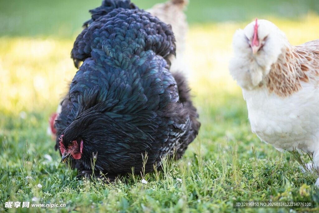 草地上的鸡与乌鸡