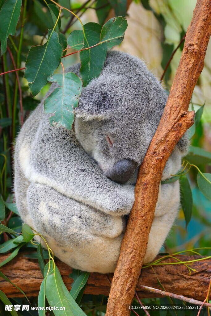 树上酣睡的可爱考拉