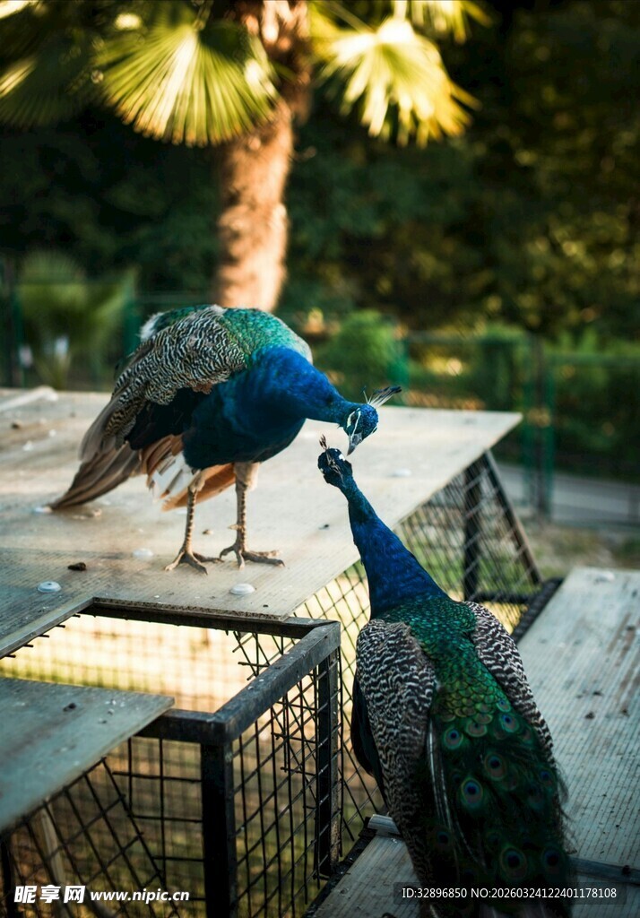 两只孔雀互动进食场景
