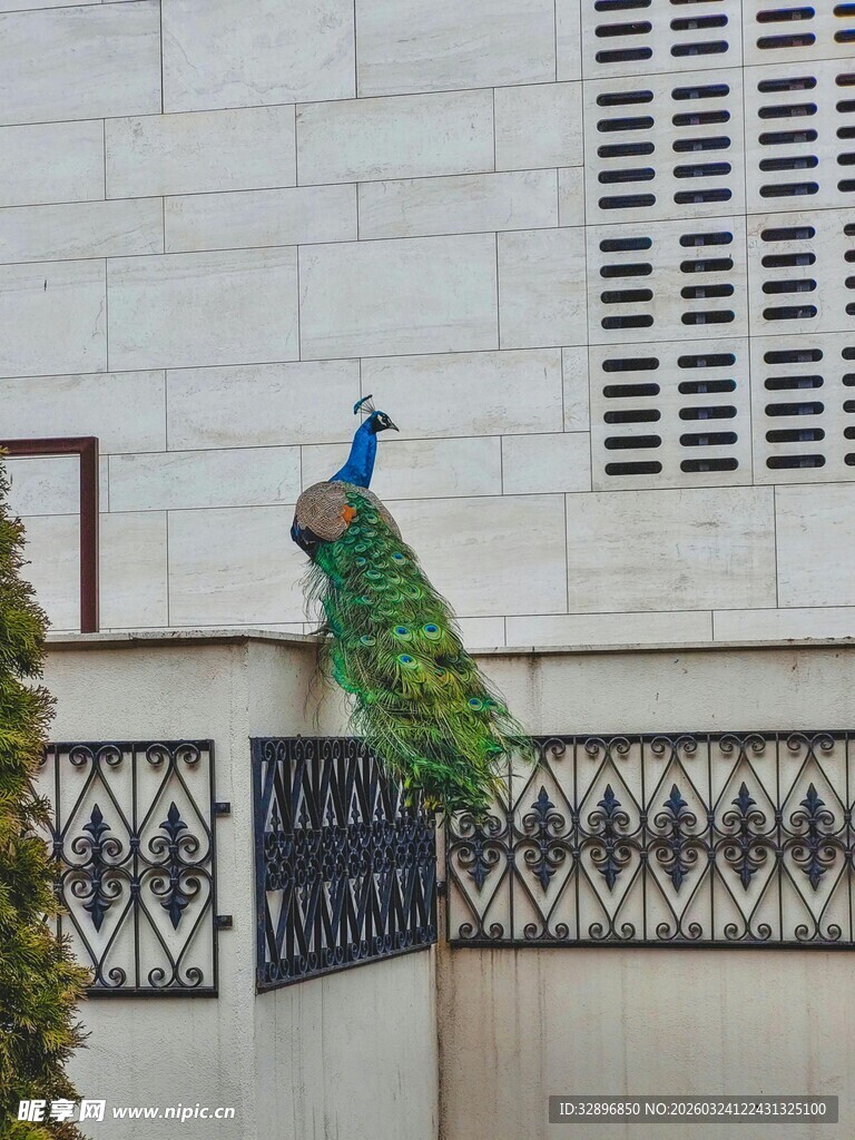 围栏上的美丽孔雀