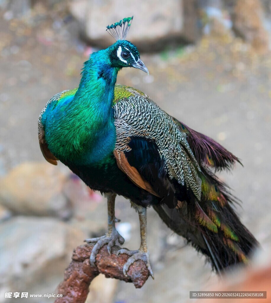 美丽孔雀立于枝头