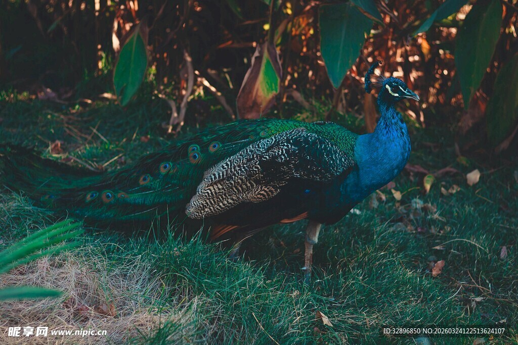 森林中美丽的蓝孔雀