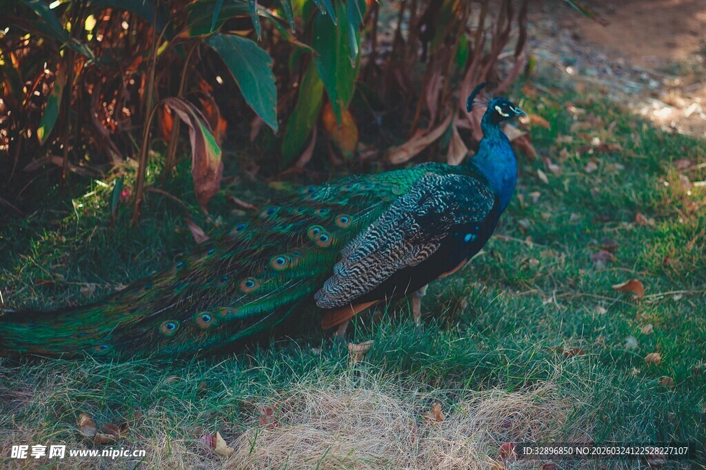 草地上的美丽孔雀