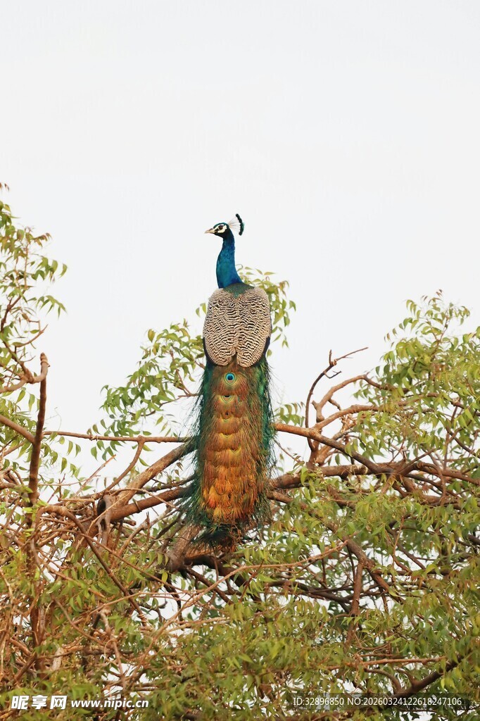 枝头孔雀展绚丽尾羽