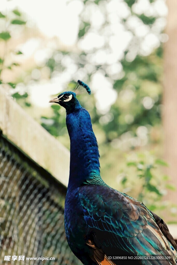 美丽孔雀于围栏处展示风采