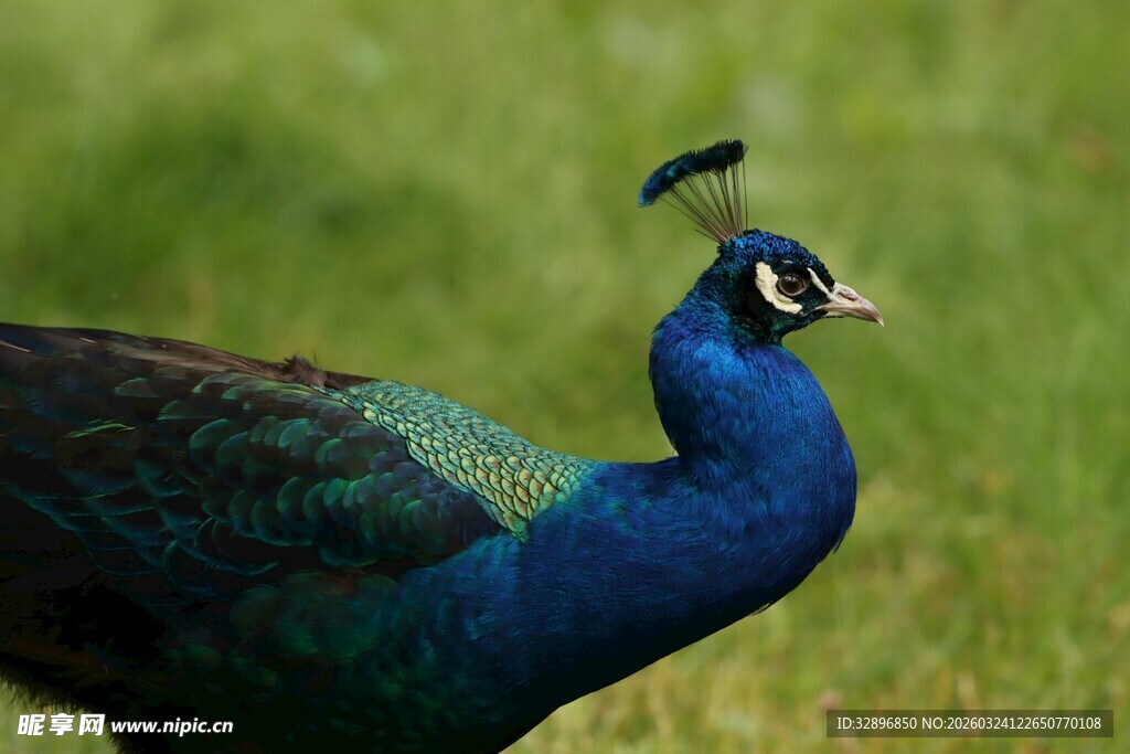 蓝孔雀立于翠绿草地