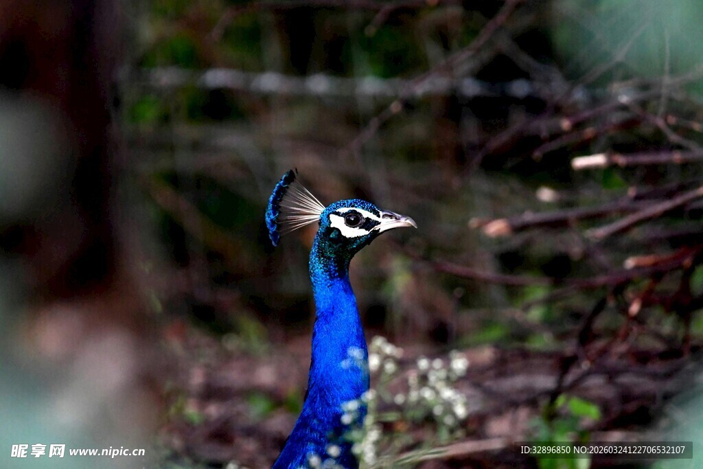 蓝孔雀立于绿植间