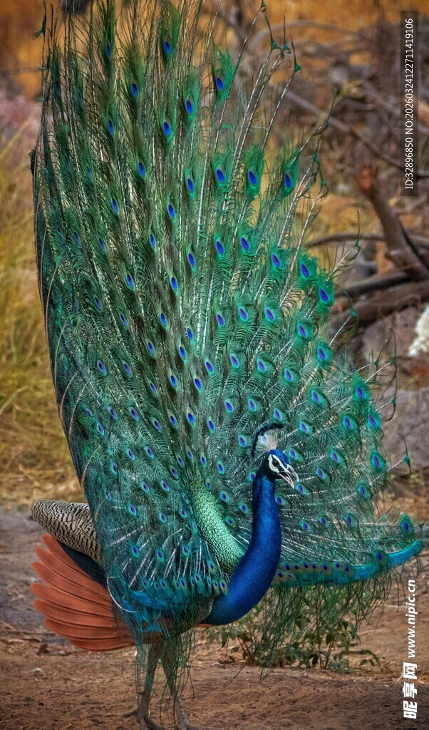 开屏的美丽孔雀