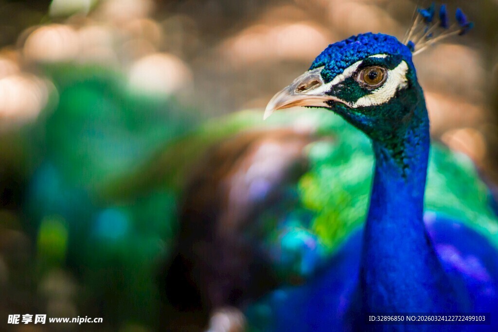 美丽蓝孔雀特写