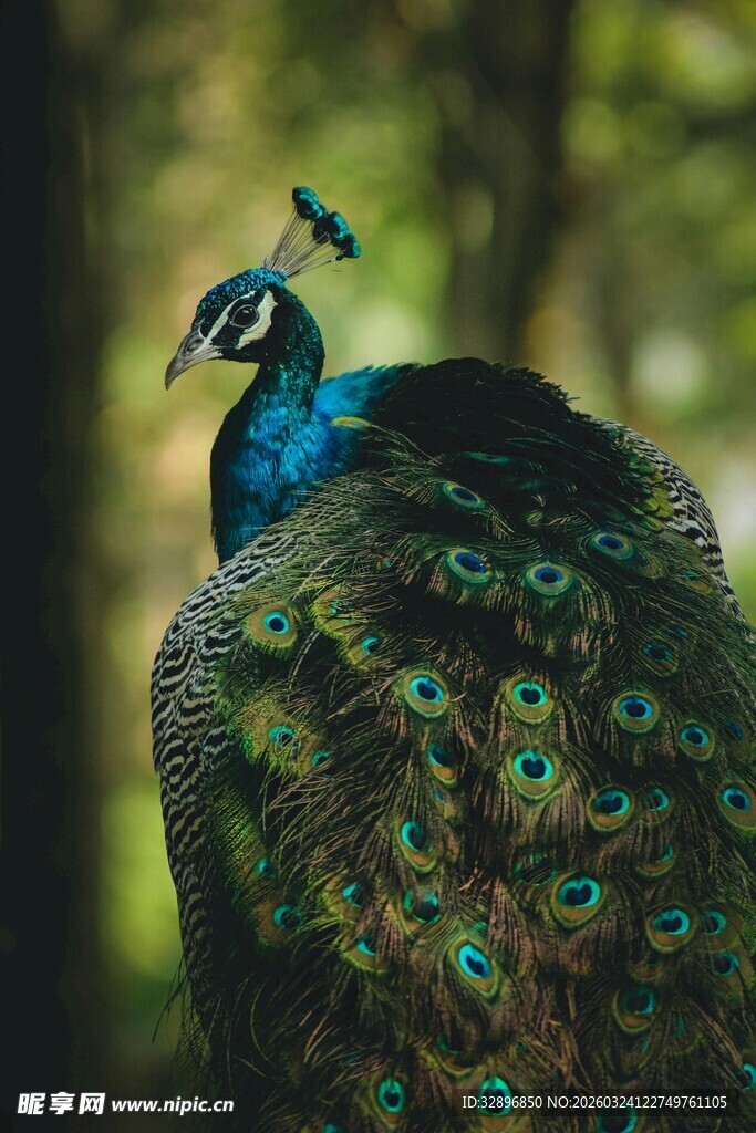 美丽孔雀展示绚丽羽毛