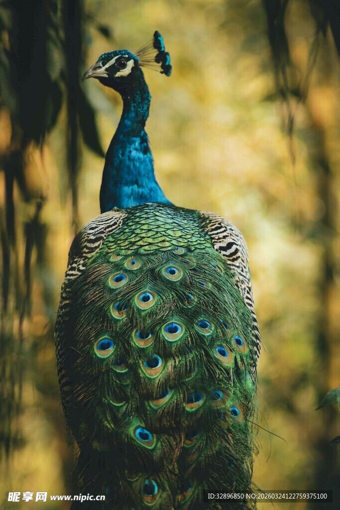 美丽孔雀展示绚丽羽毛