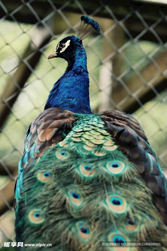 美丽孔雀展示绚丽羽毛