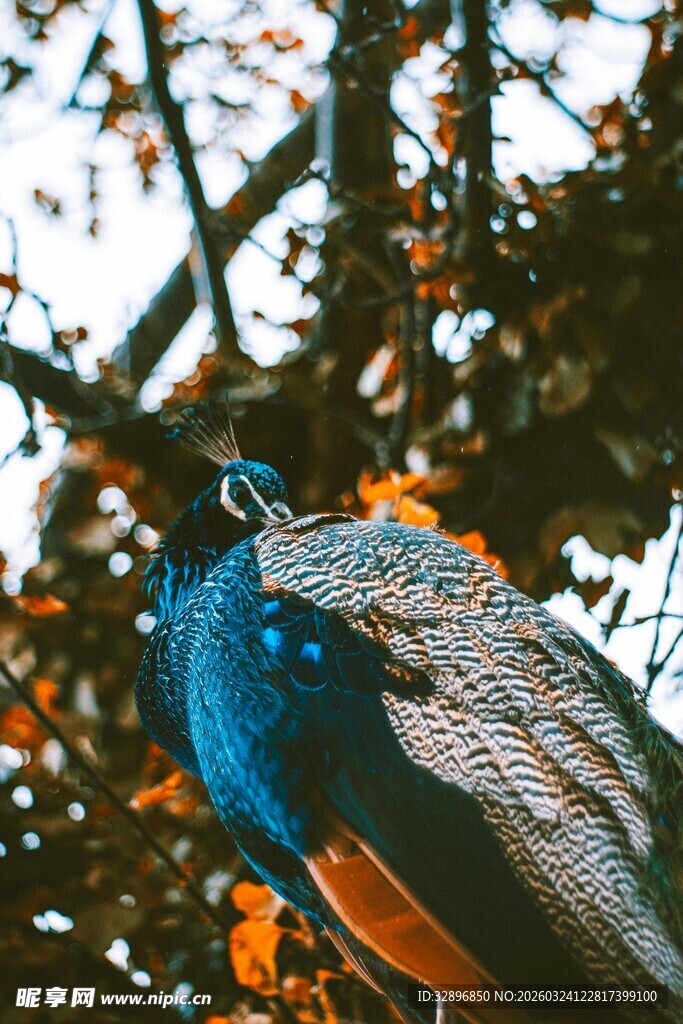 蓝孔雀立于枝叶间
