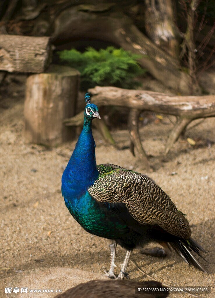 蓝孔雀站立于沙石间